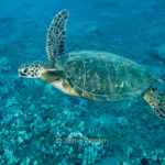 Sea Turtle