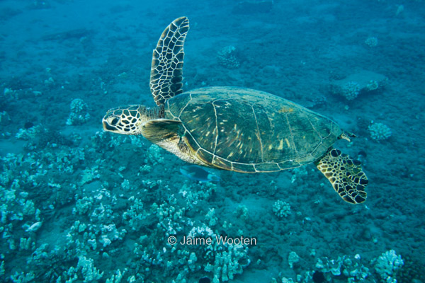 Sea Turtle