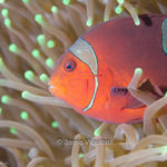 Tomato Anemone Fish