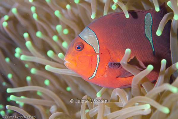 Tomato Anemone Fish