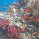 Fiji Seascape