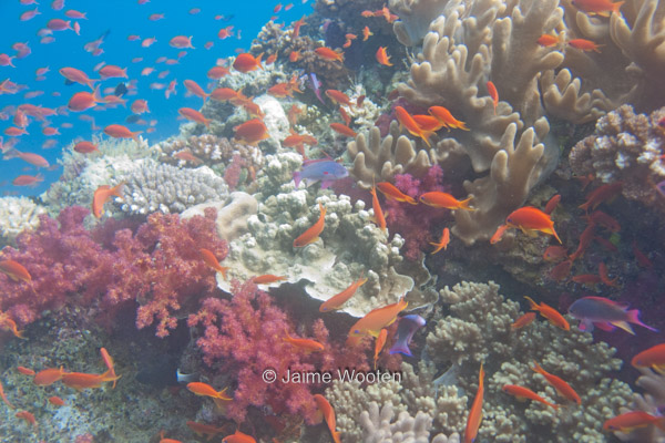 Fiji Seascape