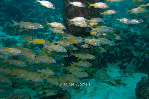 School of Smallmouth Grunts at Salt Pier