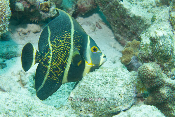 Juvenile French Angelfish