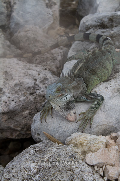 Iguana