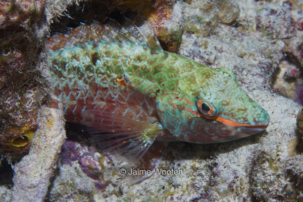 Parrotfish