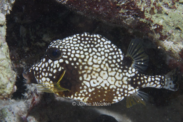 Smooth Trunkfish