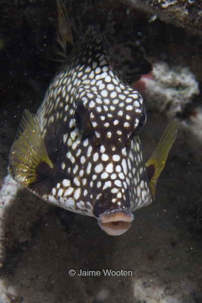 Smooth Trunkfish