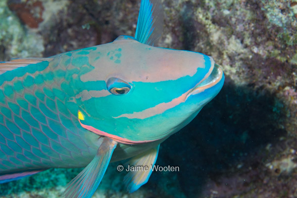 Parrotfish