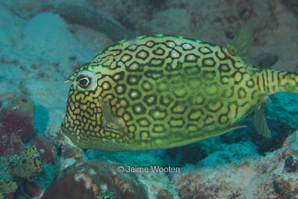 Honeycomb Cowfish