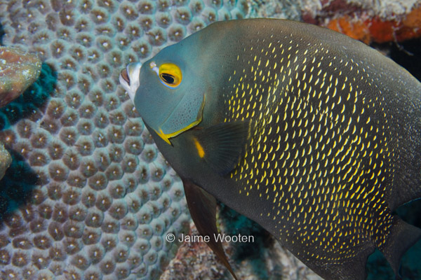 French Angelfish