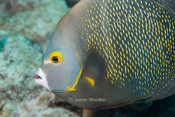 French Angelfish