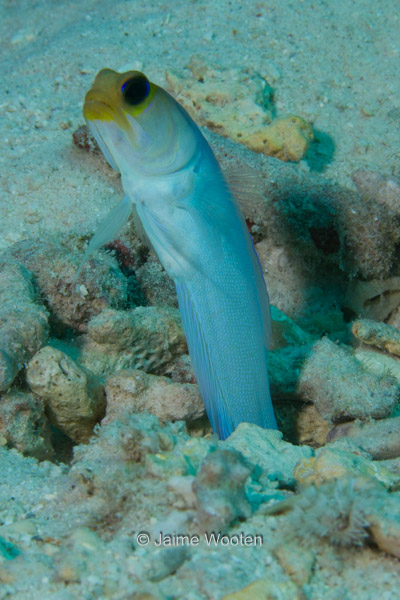 Yellowhead Jawfish