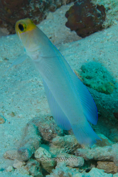 Yellowhead Jawfish