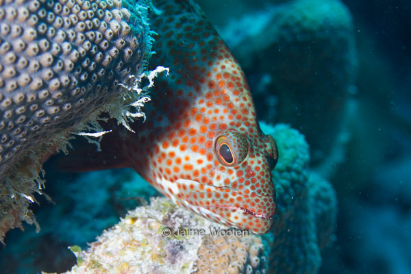 Red Hind Grouper