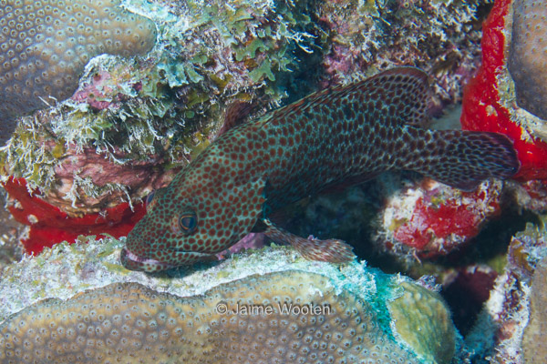 Red Hind Grouper