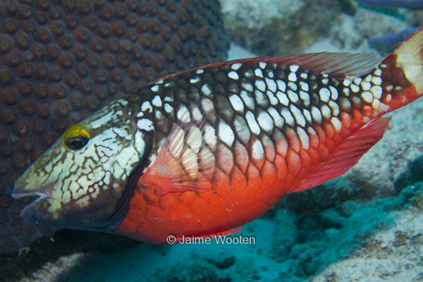 Stoplight Parrotfish