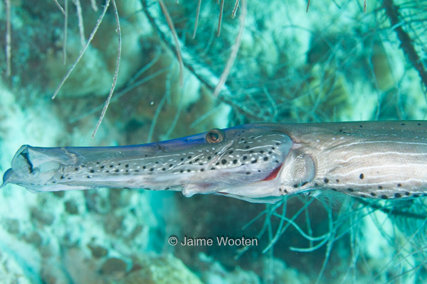 Trumpetfish