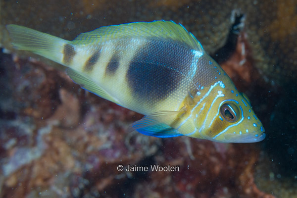 Barred Hamlet fish