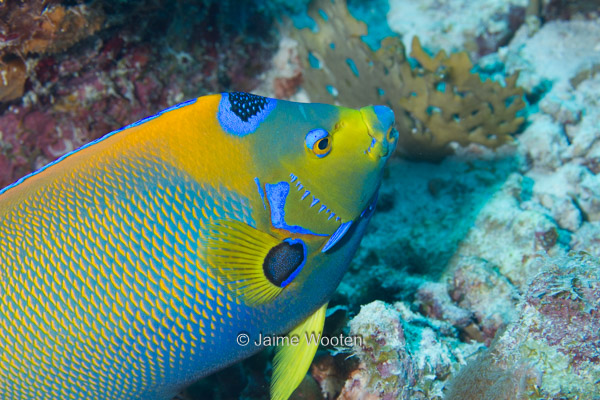 Queen Angelfish