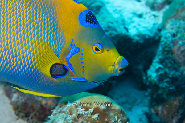 Queen Angelfish