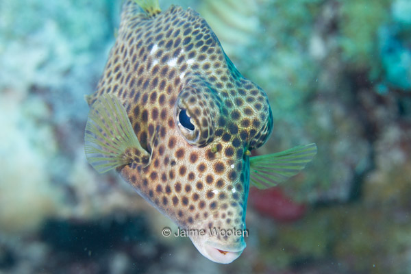 Spotted Trunkfish