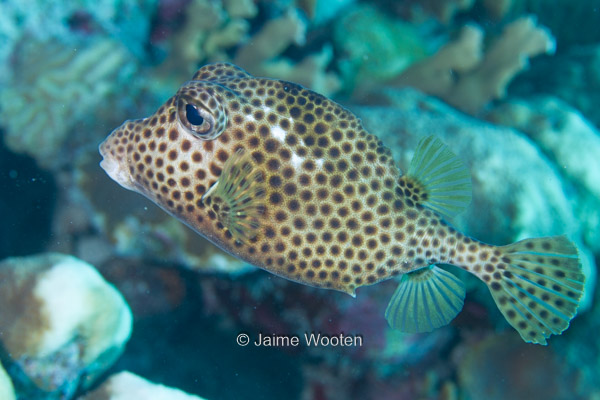 Spotted Trunkfish