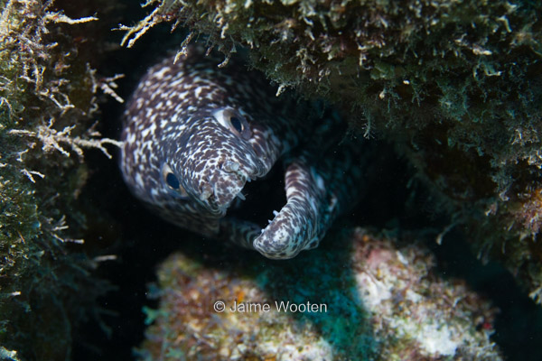 Spotted Moray Eel