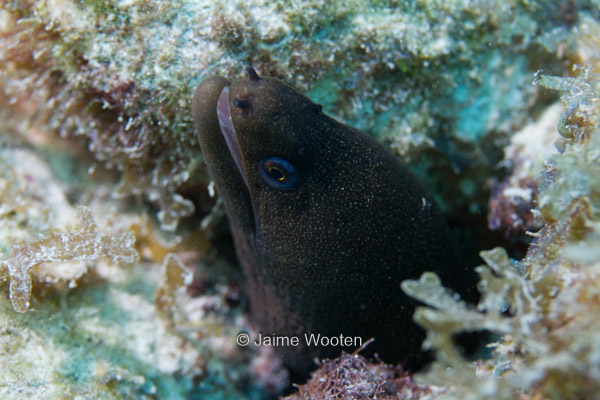 Moray Eel