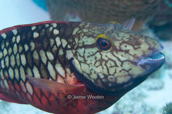 Stoplight Parrotfish