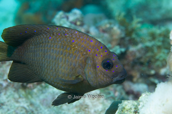 Yellowtail Damselfish