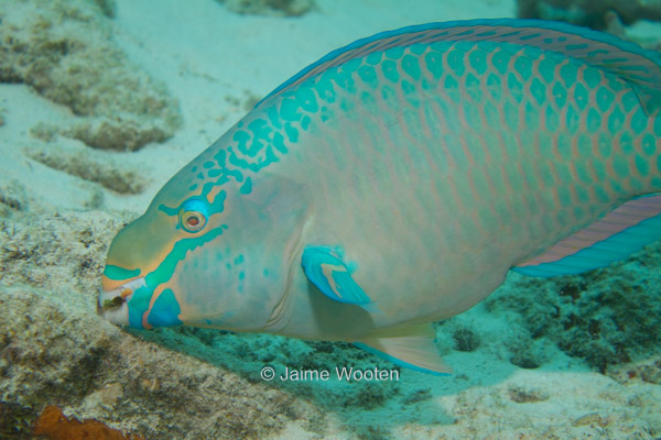 Parrotfish