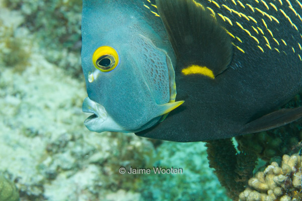 French Angelfish