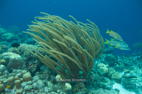 Sea Plume with Schoolmaster Snapper in the current