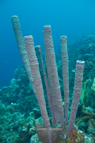 Stove-pipe Sponge