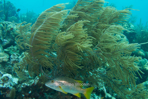 Sea Plume with Schoolmaster Snapper