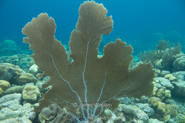 Common Sea Fan