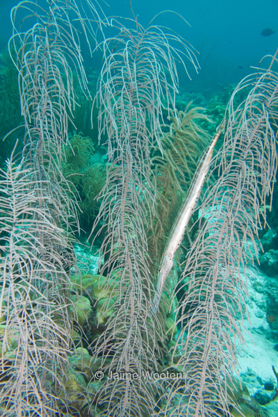 Trumpetfish