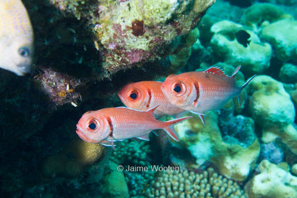 Blackbar Soldierfish