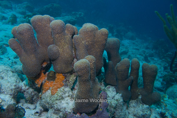 Pillar Coral