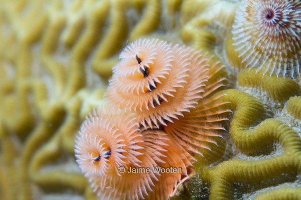 Christmas Tree Worm