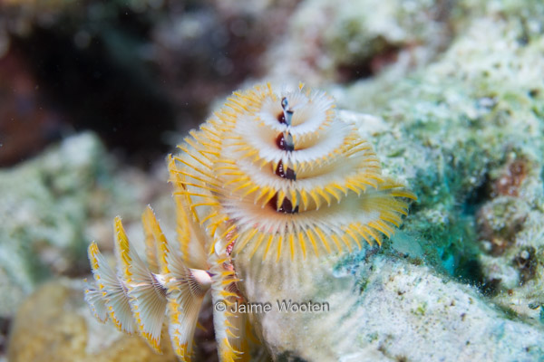 Christmas Tree Worm