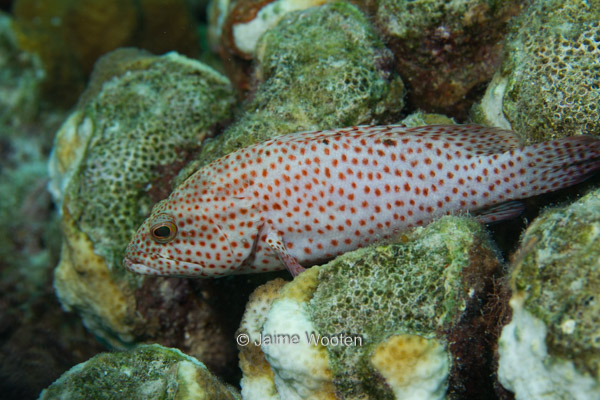 Red Hind Grouper