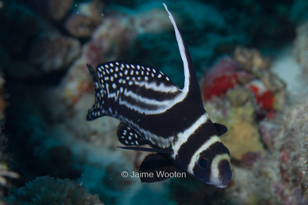 Spotted Drumfish