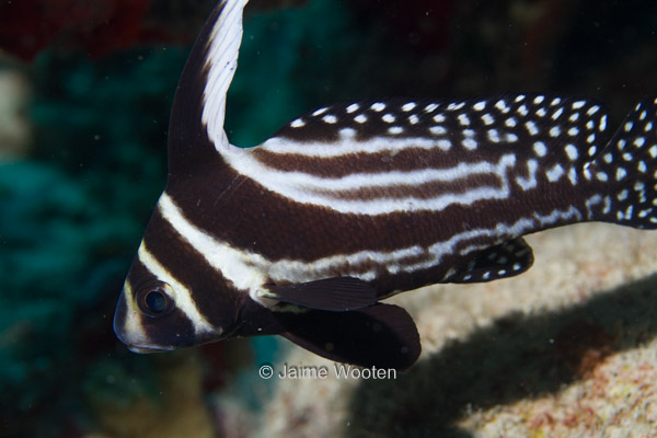 Spotted Drumfish