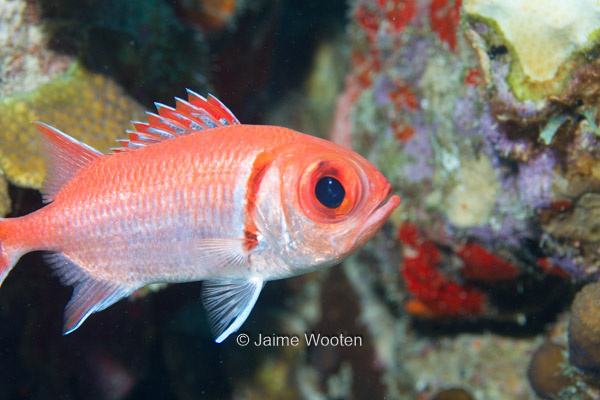 Squirrelfish