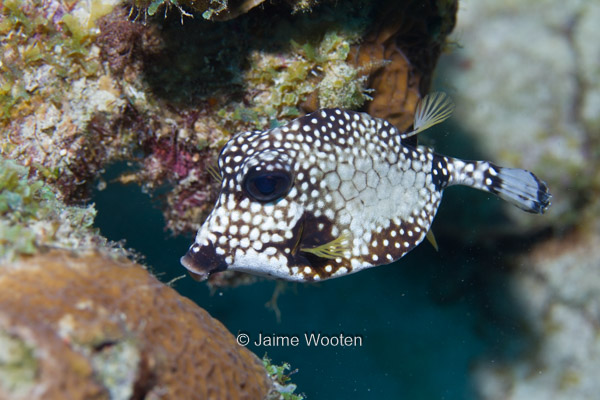 Smooth Trunkfish