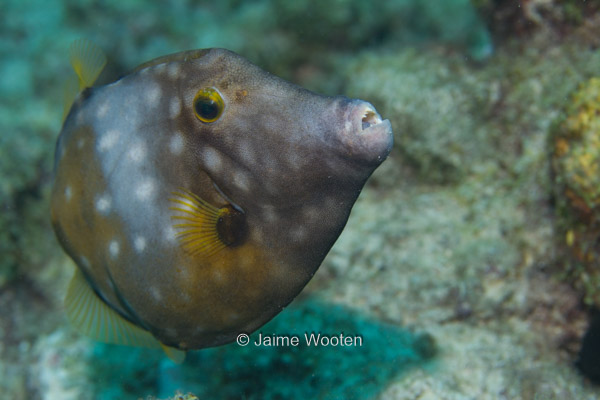 Whitespotted Filefish