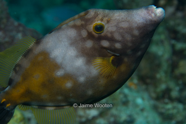 Whitespotted Filefish