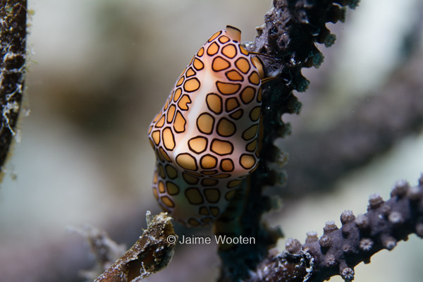 Flamingo Tongue